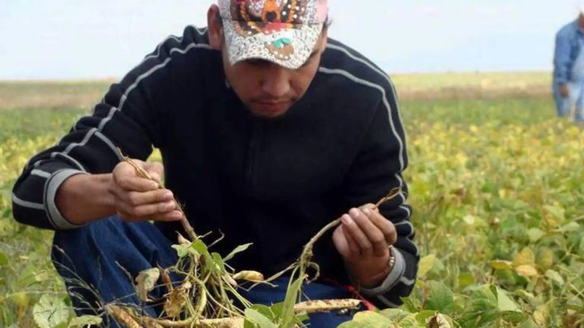 El calor y la falta de lluvia principàles factores para los primeros daños en cultivos de frijol